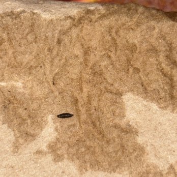 Wingstop - This is a mouse  poop  that was swimming in my drink - Chicken Wings Near Me - Garden Grove, California