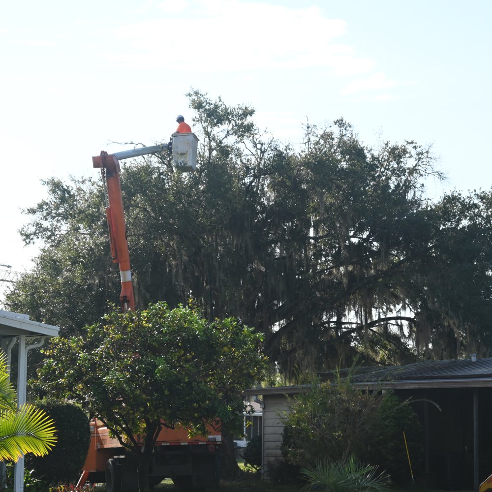 Sunshine Trees - Trimming the top of the tree - Tree Services Near Me - Lady Lake, Florida Sunshine Trees - Trimming the top of the tree - Tree Services Near Me - Lady Lake, Florida