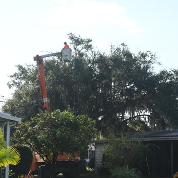 Sunshine Trees - Trimming the top of the tree - Tree Services Near Me - Lady Lake, Florida Sunshine Trees - Trimming the top of the tree - Tree Services Near Me - Lady Lake, Florida