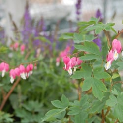 Hammett's Landscaping & Garden Center