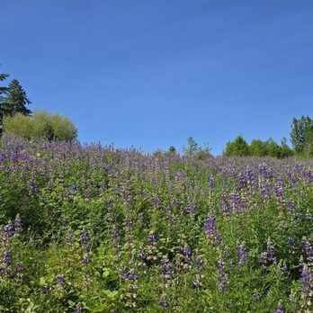 Powell Butte Nature Park - Parks Near Me - Portland, Oregon
