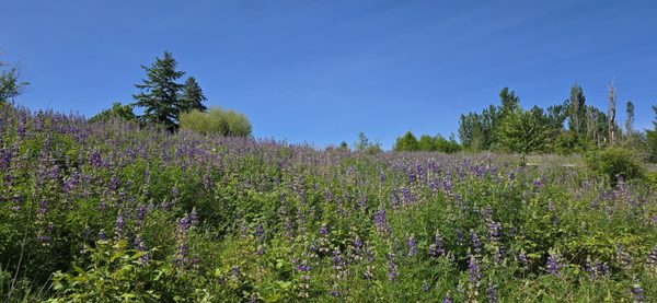 Powell Butte Nature Park by null