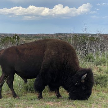 Caprock Canyons State Park - Beast - Parks Near Me Caprock Canyons State Park - Beast - Parks Near Me