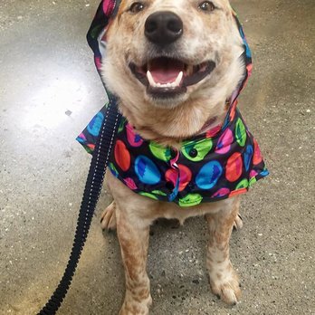 Unleashed by Petco - Raincoat on sale for $2 - Pet Training Near Me - Monrovia, California