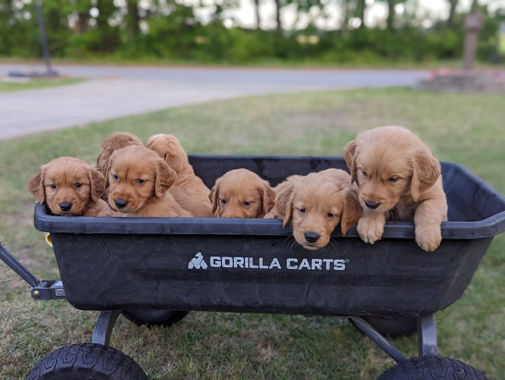 MONROE COUNTRY KENNEL Updated July 2024 15 Photos Jarvisburg