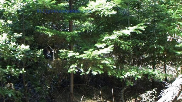 Bigfoot Discovery Museum by null