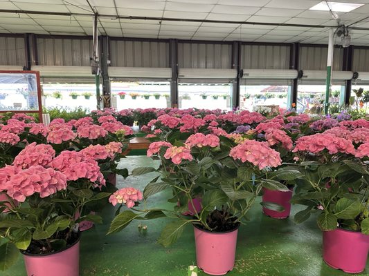 Alabama Farmers Market by null