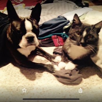 Linda's Critter Sitters - Jeannie and tuck - Pet Sitting Near Me - Glastonbury, Connecticut Linda's Critter Sitters - Jeannie and tuck - Pet Sitting Near Me - Glastonbury, Connecticut