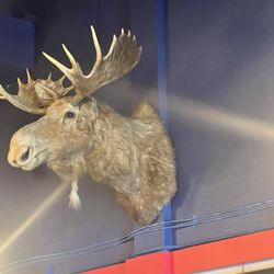 Slopeside Grill - Moose from the old double Z looking over the dining room...
