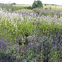Photo of Shropshire Lavender