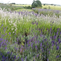 Shropshire Lavender - Lavender Field in July Shropshire Lavender