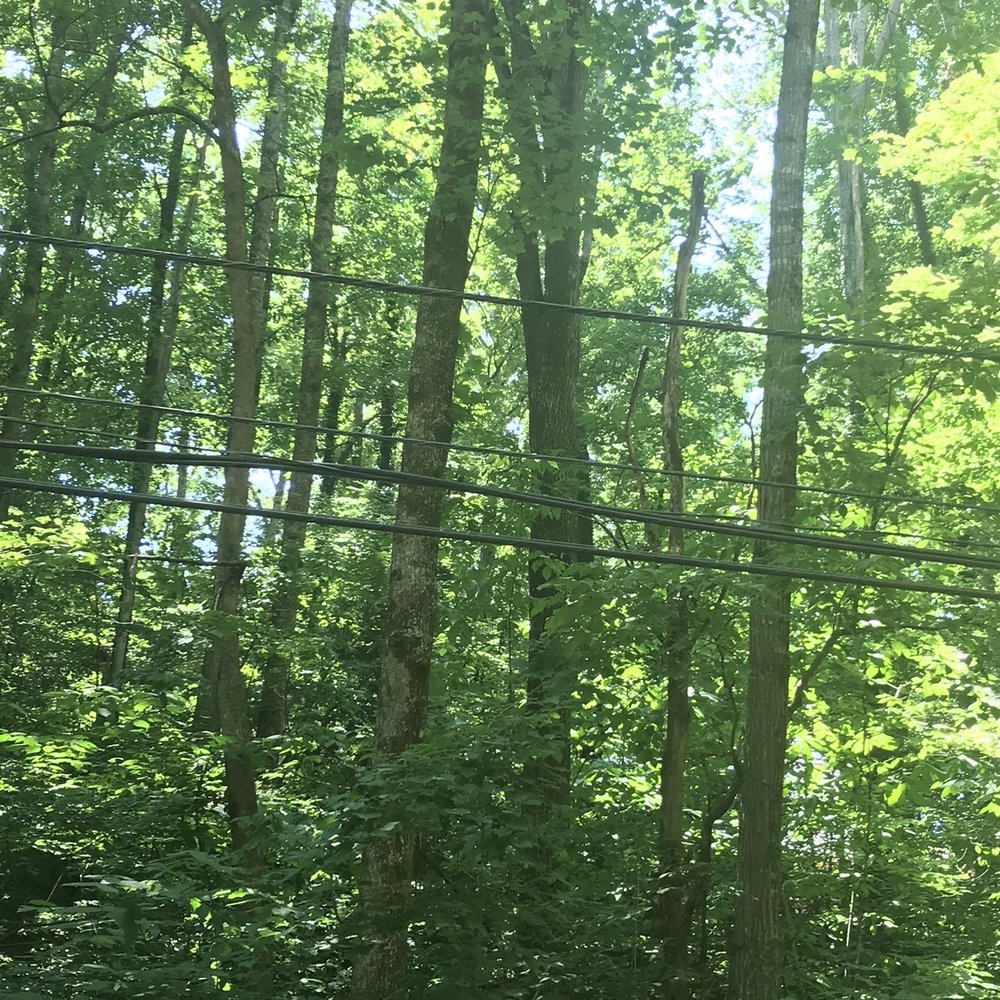 THIS IS THE FOREST AND THE TREES!
