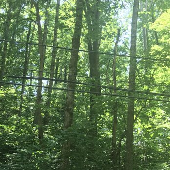 Dunkin' - THIS IS THE FOREST AND THE TREES! - Donuts Near Me - Lynn, Massachusetts