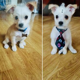 Before and after. Oh yes, we're definitely coming back. Thanks Rose and the rest of the Just 4 Paws glam squad! Before and after. Oh yes, we're definitely coming back. Thanks Rose and the rest of the Just 4 Paws glam squad!
