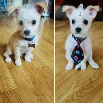 Just For Pause Energy Wellness - Before and after. Oh yes, we're definitely coming back. Thanks Rose and the rest of the Just 4 Paws glam squad! - Holistic Animal Care Near Me - Lyndhurst, New Jersey Just For Pause Energy Wellness - Before and after. Oh yes, we're definitely coming back. Thanks Rose and the rest of the Just 4 Paws glam squad! - Holistic Animal Care Near Me - Lyndhurst, New Jersey