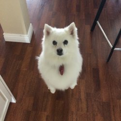 Four Paws Doggie Spa Grooming