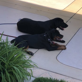 ArKane 9 Dog Training - Pet Training Near Me ArKane 9 Dog Training - Pet Training Near Me