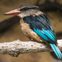 Vogelpark Olching