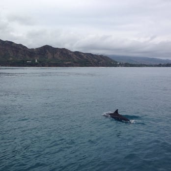 Maita'i Catamaran - Dolphin sighting :) - Boating Near Me - Honolulu, Hawaii