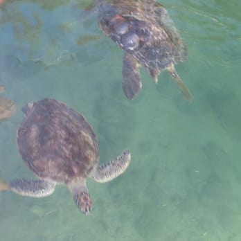 The Turtle Hospital - Veterinarians Near Me - Marathon, Florida