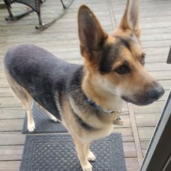 Walgreens - This is Brax, patiently waiting outside for his treat and doggie toy from Walgreens. You can fill your pet's meds there too!!