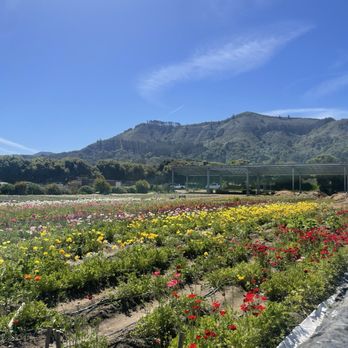 Earthbound Farm Stand - flower field - Organic Stores Near Me - Carmel, California