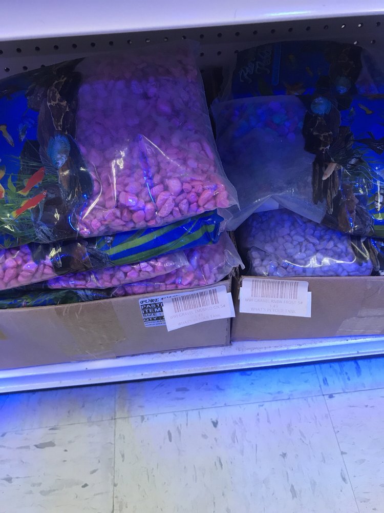 WHAT’S IN YOUR TANK - 21 Photos & 10 Reviews - Local Fish Stores - 2408 Land O' Lakes Blvd, Land O' Lakes, FL - Phone Number - Yelp