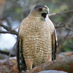 Highland Palms Senior Estates and Country Club - Cooper's Hawk on the golf course.