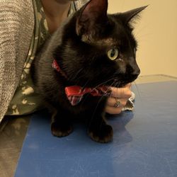 Georgetown Veterinary Hospital - A black hat with a red plaid bowtie on a blue table.