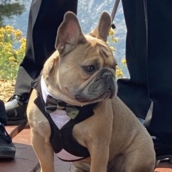 Bay Area Animal Rescue Crew
