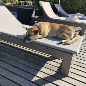 Six Senses - Elusive "hotel dog" Aqua-we found her chilling by the outdoor pool - Health Retreats Near Me - Viseu, 18