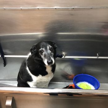 Pet Bath and Beyond - Pet Groomers Near Me - Camp Hill, Pennsylvania