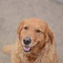 Photo of Dogs Paw