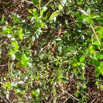USF Forest Preserve - A species in the blueberry family - Parks Near Me - Tampa, Florida USF Forest Preserve - A species in the blueberry family - Parks Near Me - Tampa, Florida