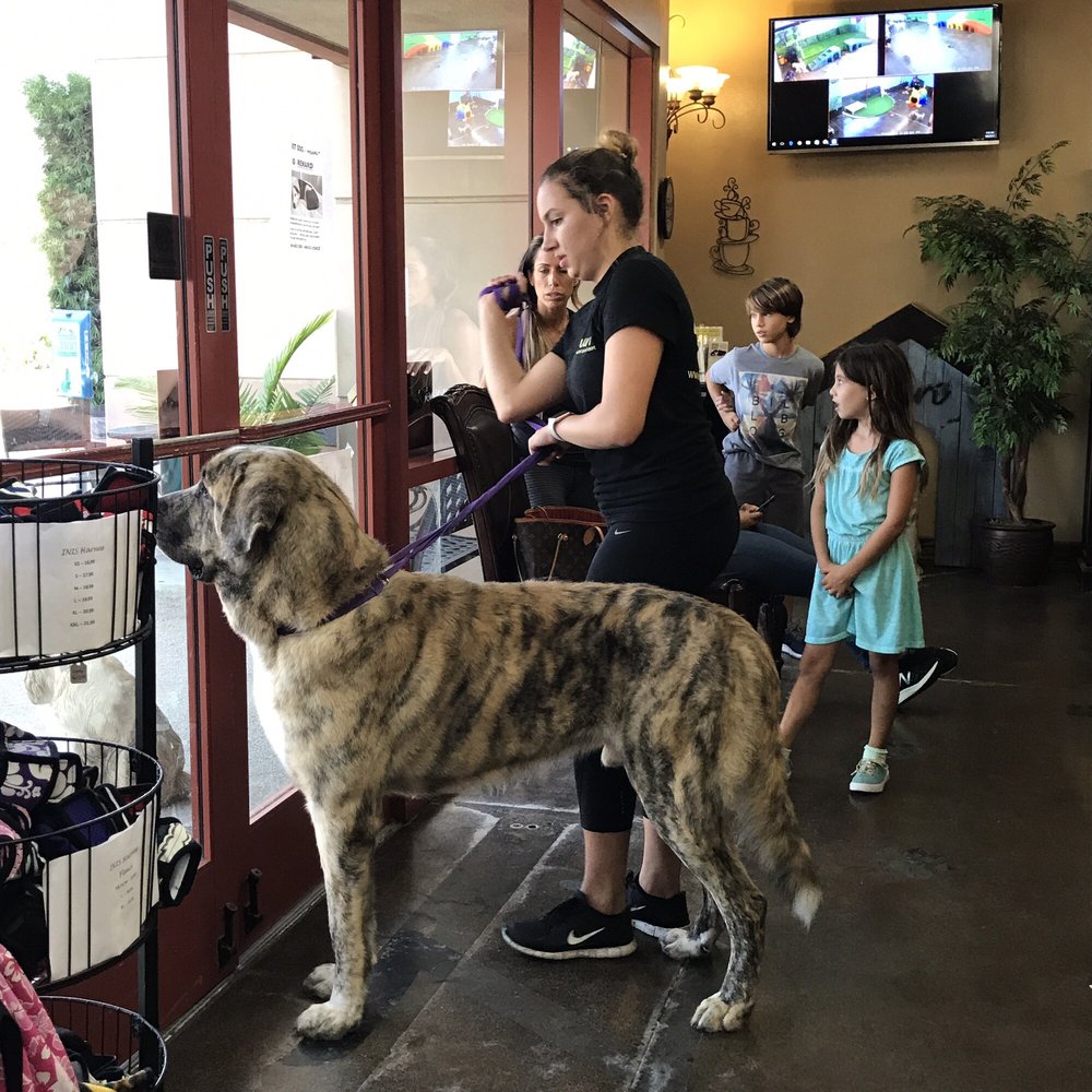 THE ZURI PET RESCUE Updated September 2024 32423 Calle Perfecto, San Juan Capistrano