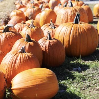 Pleasant View Orchard - Pick Your Own Farms Near Me - Fairland, Indiana