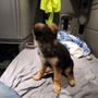 Photo of Promised Land German Shepherds