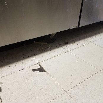 Little Caesars Pizza - More trash from popr cleaning from management - Pizza Near Me - Zephyrhills, Florida