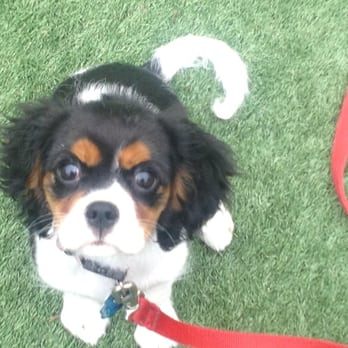 Sandy Hill Kennels - Pet Groomers Near Me - Valencia, Pennsylvania