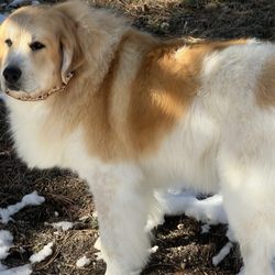 Soggy Dog Grooming - After!!!!!