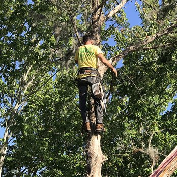 Tree Kings Florida - Tree Services Near Me - Ormond Beach, Florida Tree Kings Florida - Tree Services Near Me - Ormond Beach, Florida
