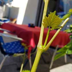 EGE Restaurant