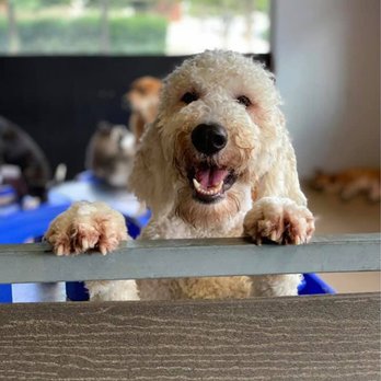 Ruffit - Flower Mound by CityVet - Pet Boarding Near Me - Flower Mound, Texas Ruffit - Flower Mound by CityVet - Pet Boarding Near Me - Flower Mound, Texas