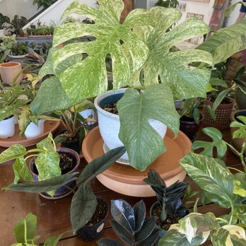 Leaf and Vine - Nurseries & Gardening Near Me - Campbell, California