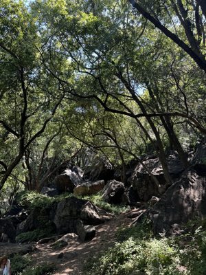 Salmon Creek Falls by null