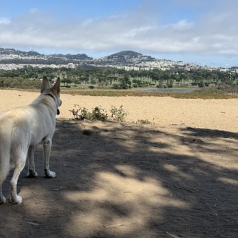Mutt and Tumble Dog Training - Lyla admiring the beautiful hills of SF from Fort FUNston - Pet Training Near Me - San Francisco, California Mutt and Tumble Dog Training - Lyla admiring the beautiful hills of SF from Fort FUNston - Pet Training Near Me - San Francisco, California