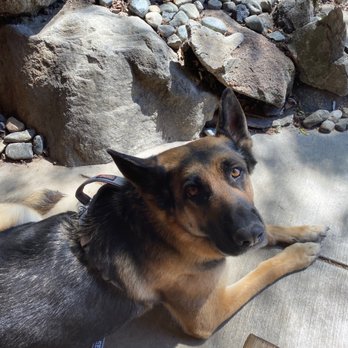 Ducks and Drakes - My fur baby waiting patiently for her treat - American Near Me - Leavenworth, Washington Ducks and Drakes - My fur baby waiting patiently for her treat - American Near Me - Leavenworth, Washington