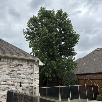Leatherface Tree Service - The tree - Tree Services Near Me - Dallas, Texas Leatherface Tree Service - The tree - Tree Services Near Me - Dallas, Texas