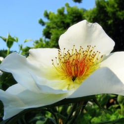 Park & Tilford Shops & Gardens
