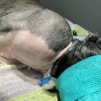 Total Care Animal Hospital - Pre Op non cancerous fatty mass - Veterinarians Near Me - Prosper, Texas